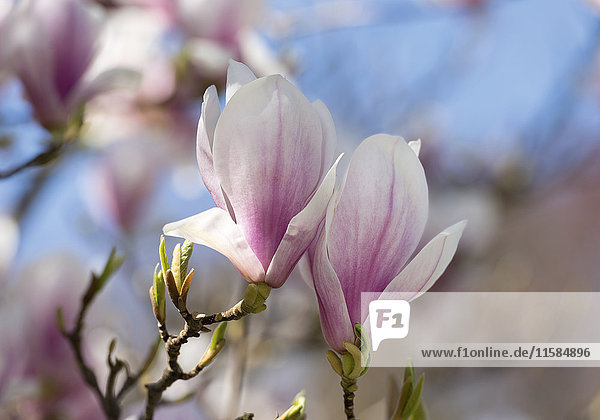 Magnolienblüten