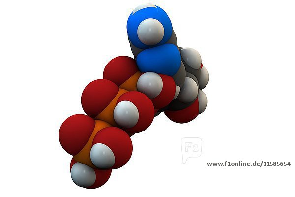 Adenosintriphosphat (ATP)-Molekül. Funktioniert als Neurotransmitter  RNA (Ribonukleinsäure)-Baustein und Energieübertragungsmolekül. Die chemische Formel lautet C10H16N5O13P3. Die Atome sind als Kugeln dargestellt: Kohlenstoff (grau)  Wasserstoff (weiß)  Stickstoff (blau)  Sauerstoff (rot)  Phosphor (orange). Illustration.