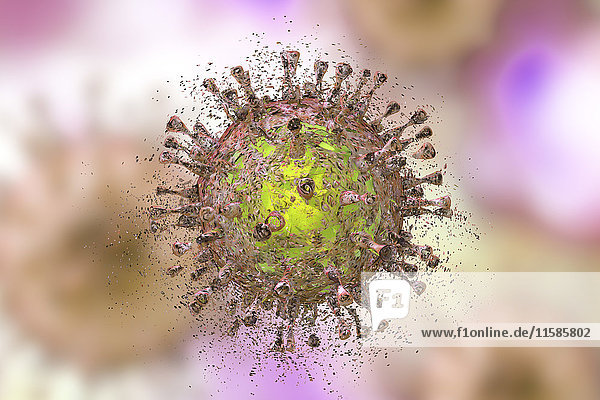 Zerstörung des humanen Cytomegalovirus (HCMV)  Computerillustration. Konzeptbild für die Behandlung und Prävention von HCMV-Infektionen. HCMV ist ein Mitglied der Familie der Herpesviren. Es weist eine hohe Infektionsrate auf und ist eine der Hauptursachen für Erkrankungen bei gefährdeten Neugeborenen und immungeschwächten Patienten  verursacht aber in der Regel keine Erkrankungen bei gesunden Erwachsenen.