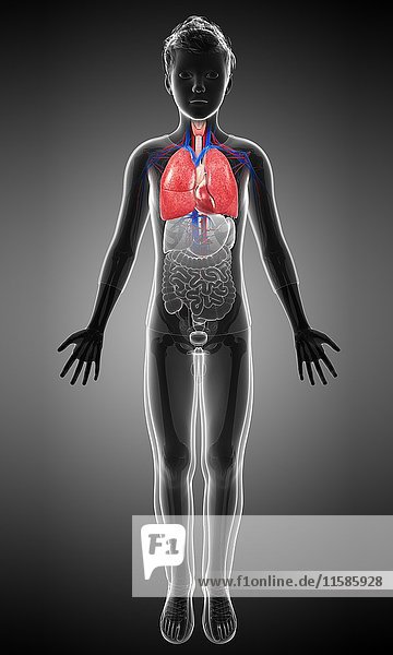Illustration des Atmungssystems eines Teenagers.