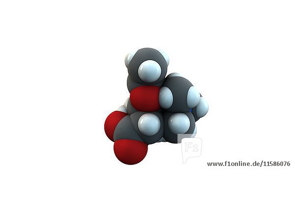Acetylcarnitin (ALCAR) ist ein Molekül zur Nahrungsergänzung. Die chemische Formel lautet C9H18NO4. Die Atome sind als Kugeln dargestellt: Kohlenstoff (grau)  Wasserstoff (weiß)  Stickstoff (blau)  Sauerstoff (rot). Illustration.