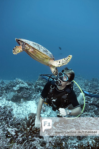 Diver swimming with hawksbill turtle
