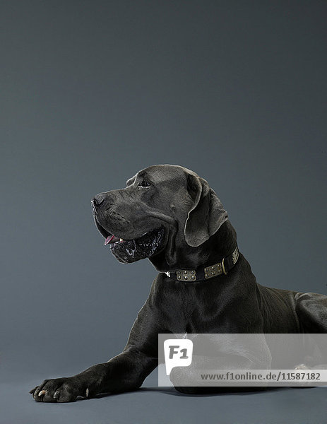 Porträt eines großen Hundes im Profil