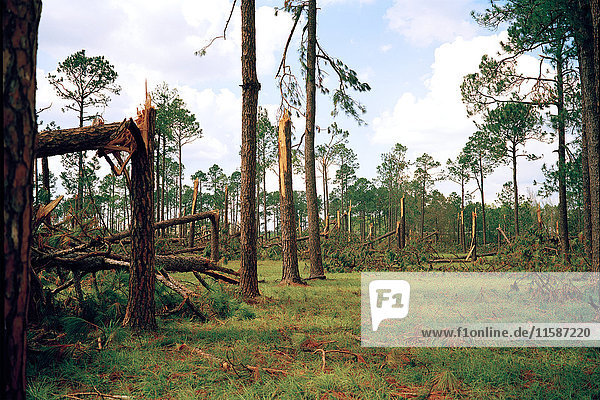 Forest blown over by Hurricane Katrina  Woodville  USA