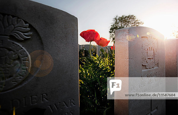 Nahaufnahme von Blumen die auf Gräbern wachsen