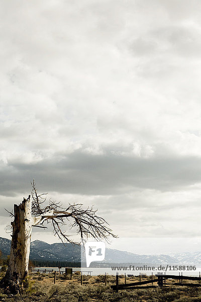 Toter Baum  Lake Tahoe  Kalifornien  USA