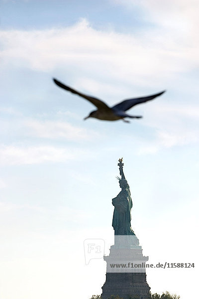 Vogel überfliegt Freiheitsstatue  New York