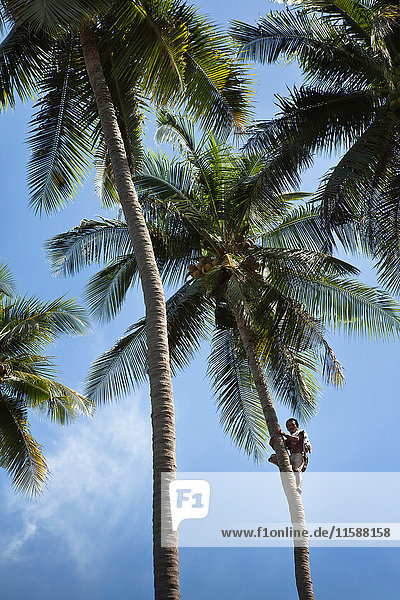 Mann klettert auf tropische Palmen