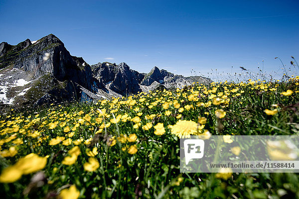Field of flowers with rocky mountains