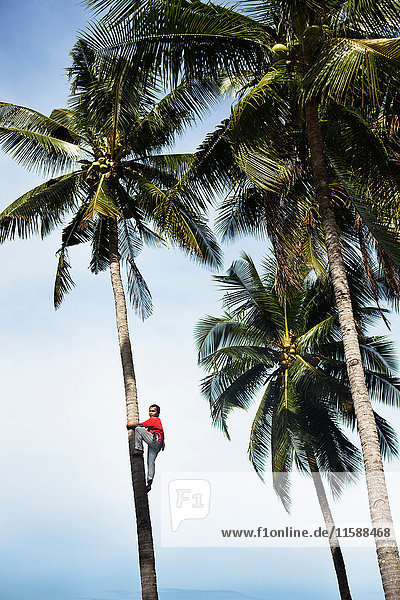 Mann klettert auf tropische Palmen