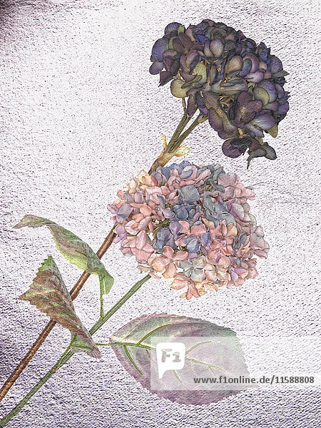 Blumenstillleben
