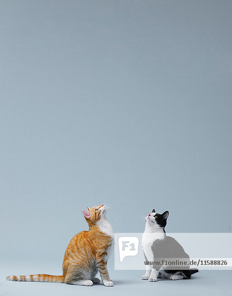 Zwei Katzen sitzen und schauen in die Luft