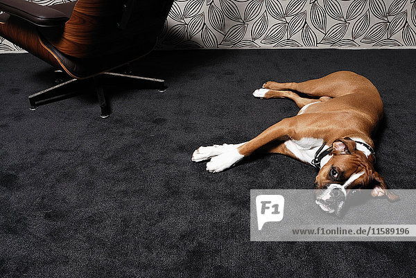 Hund auf dem Teppich liegend