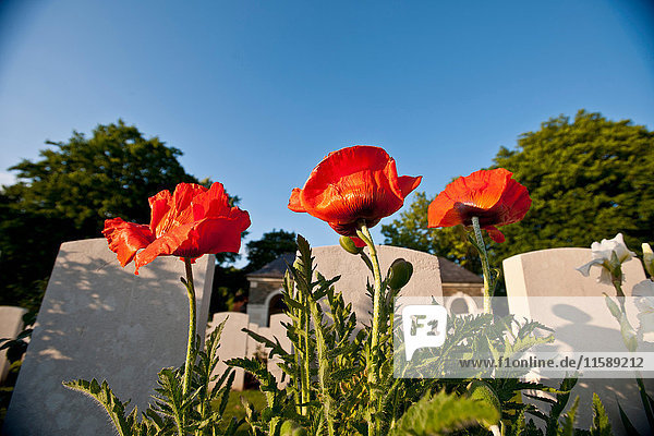 Nahaufnahme von Blumen die auf Gräbern wachsen