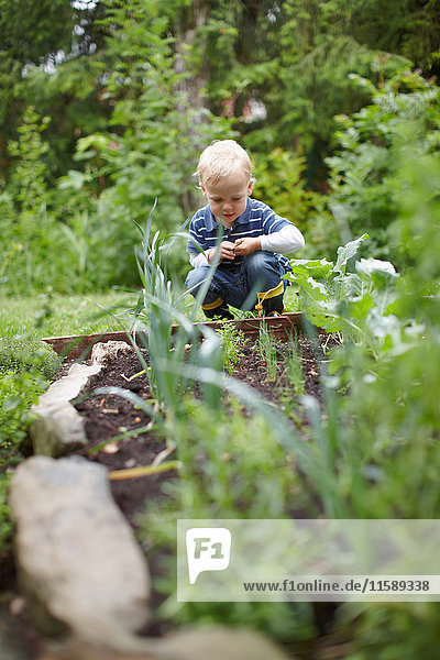 Kleinkind untersucht Pflanzen im Hinterhof