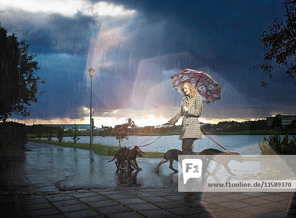 Woman with umbrella walking dogs in rain