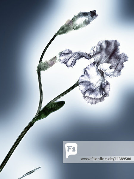 Weiße Iris