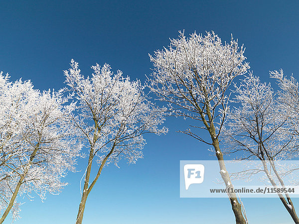 Schneebedeckte Baumwipfel vor blauem Himmel
