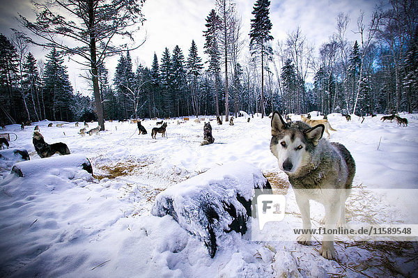 Wölfe treiben sich in verschneiter Landschaft herum