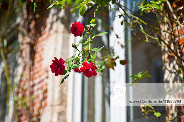 Nahaufnahme von Blumen vor dem Haus