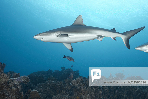 White tip reef shark swimming in ocean