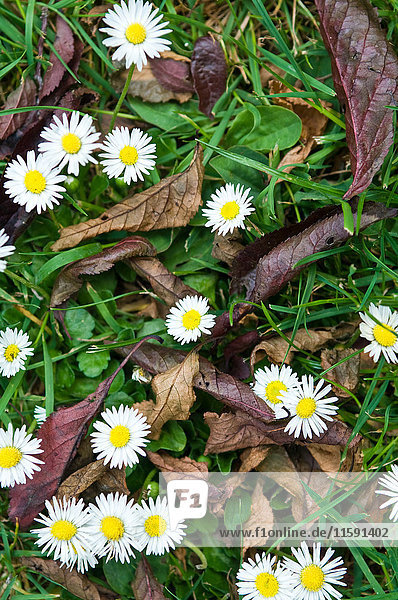 Daisies and leaves in the grass