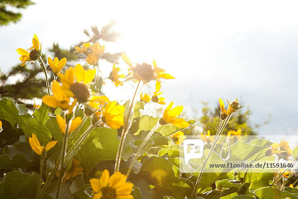 Gelbe Blumen  Nahaufnahme