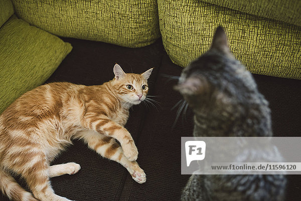 Ingwer-Katze in Alarmbereitschaft vor einer anderen Katze auf der Couch zu Hause.