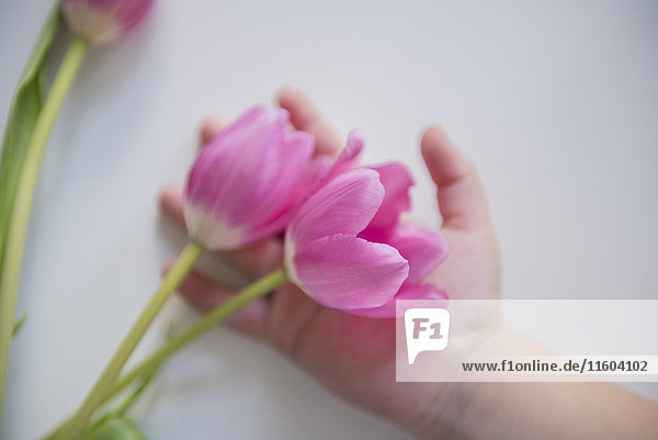 Hand eines kaukasischen Mädchens  das Tulpen hält