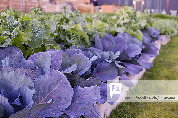 Grünes und violettes Blattgemüse im Garten
