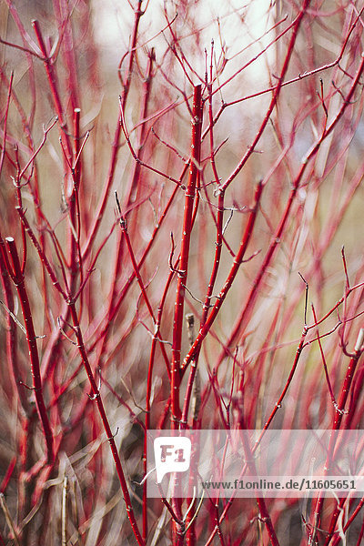 Ast,Außenaufnahme,Baum,Botanik,Close-up,Das Unbekannte