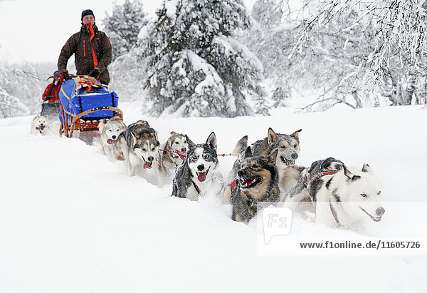 Siberian Huskies pulling sleigh