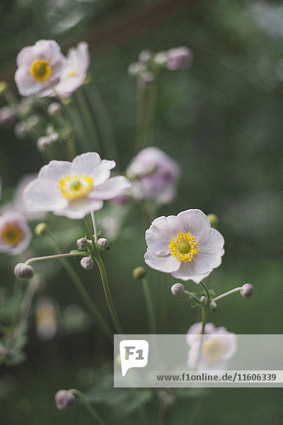 Attraktivität,Außenaufnahme,Blume,Blumenblüte,blühen,Blüte