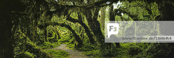 Panoramablick auf moosbedeckte Bäume im Wald  Zauberwald  Queulat Nationalpark  Patagonien