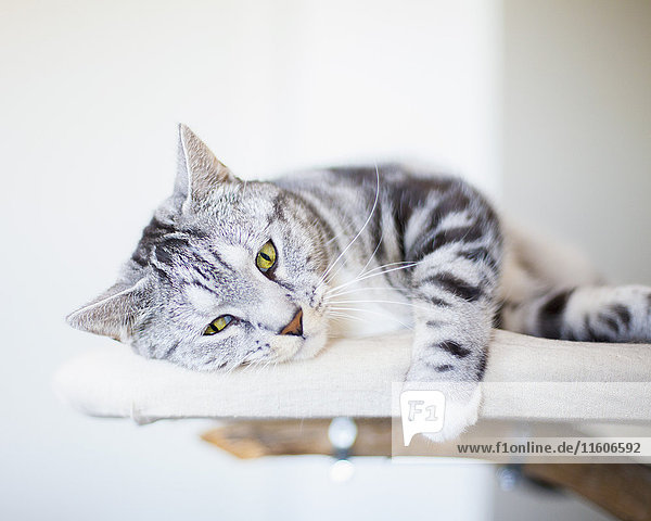 Porträt einer Katze auf Möbeln liegend