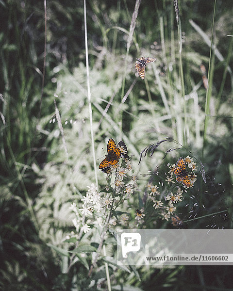 Hochwinkelansicht von Schmetterlingen  die auf Blumen im Park bestäuben.