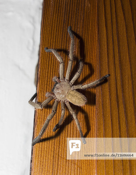 Nahaufnahme der Spinne auf Holz