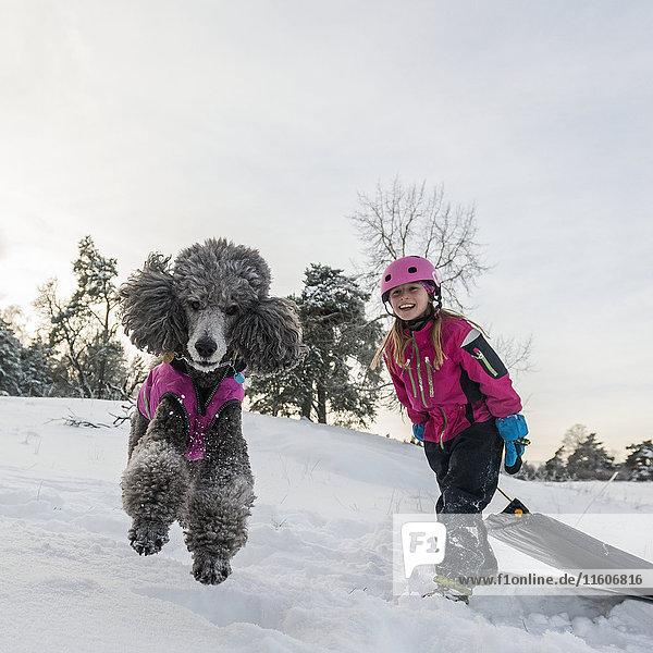 Poodle jumping  girl with sledge on background