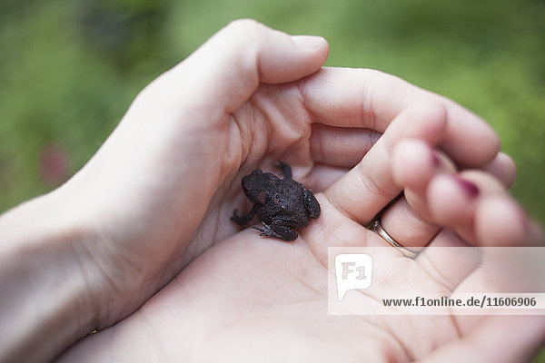 Cropped image of woman's hands holding frog outdoors