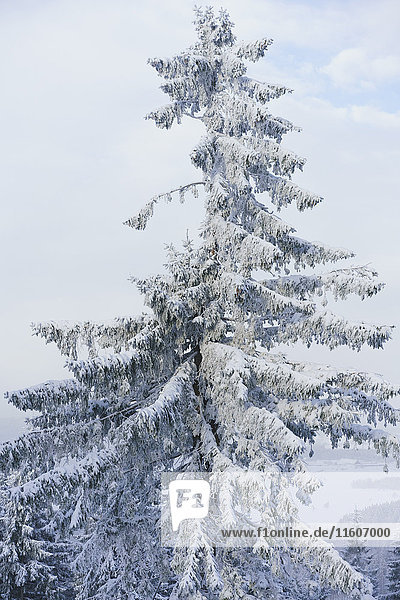 Niedrige Winkelansicht des schneebedeckten Baumes gegen den Himmel
