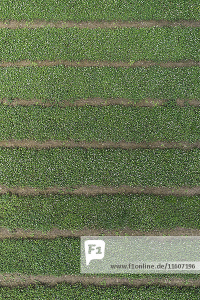 Full frame aerial view of crops growing in field