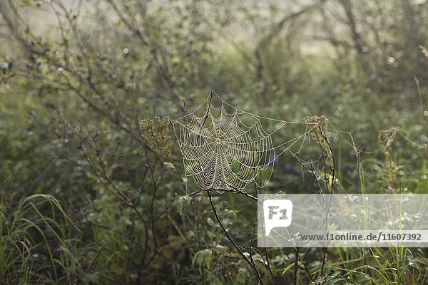 Nahaufnahme des Spinnennetzes an Pflanzen