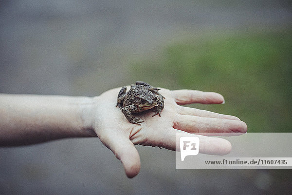 1,Amphibie,Anschnitt,Anzahl,Außenaufnahme,berühren