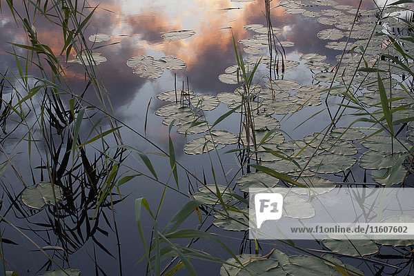 Hochwinkelansicht der Seerosenblättchen im Teich bei Sonnenuntergang