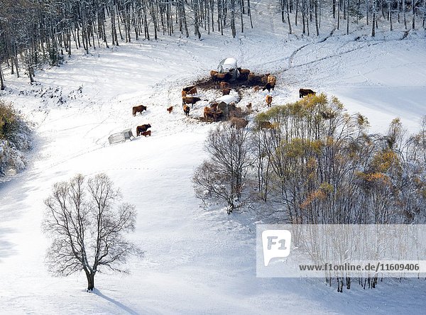 During the winter months  when snow covers pastures  cattle eat forage. In the image a slope of the mountains of O Courel Lugo snow cover.