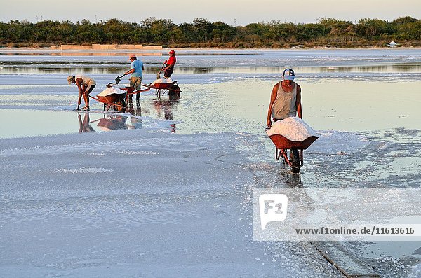 Arbeiter schaufeln Salz in Schubkarren  Rohsalzproduktion  Saline in El Cujo  Yukatan  Mexiko  Mittelamerika