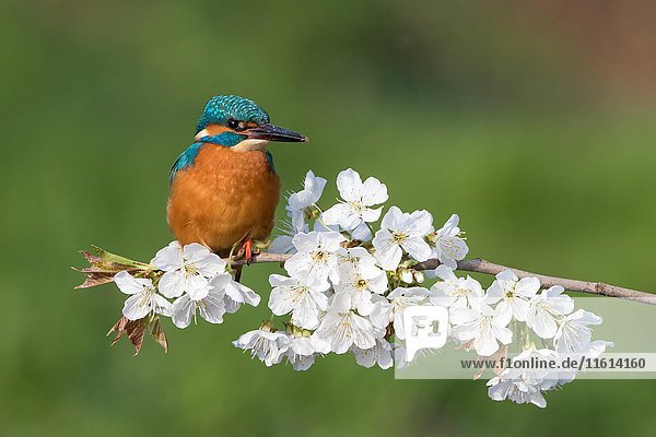 Eisvogel (Alcedo atthis)  Männchen auf einem blühenden Ast sitzend  Wildkirsche (Prunus avium)  Hessen  Deutschland  Europa