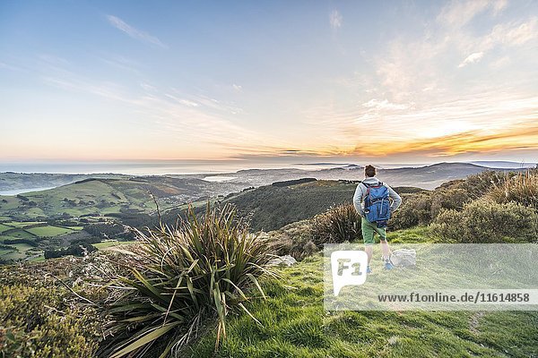 Wanderer genießt Aussicht vom Mount Cargill Dunedin mit Otago Harbor und Otago Peninsula  Sonnenuntergang  Dunedin  Otago  Southland  Neuseeland  Ozeanien