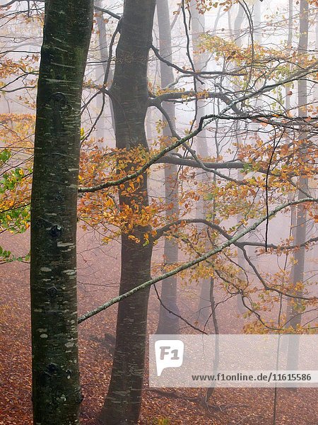 Autumn beech forest (Fagus sylvatica) on a foggy and rainy afternoon at Montseny Natural Park. Barcelona province  Catalonia  Spain.