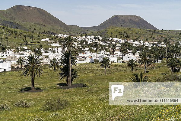 Haria  das Tal der 1.000 Palmen  Lanzarote  Kanarische Inseln  Spanien  Europa